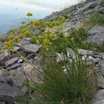 Bupleurum petraeum flower picture by Samuele (cc-by-sa)