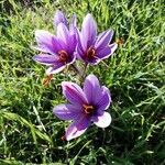 Crocus sativus flower picture by Ricardo Aperador Rubio (cc-by-sa)