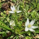 Ornithogalum umbellatum fruit picture by Tamela Tamela Alexander (cc-by-sa)