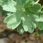 Geranium cinereum leaf picture by doune34160 (cc-by-sa)