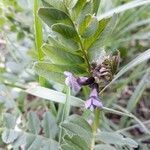 Vicia sepium leaf picture by Manu A Ki (cc-by-sa)