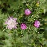 Carduus tenuiflorus flower picture by Moreno Ruiz Cristina (cc-by-sa)