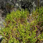 Erica mannii leaf picture by Fabien Anthelme (cc-by-sa)