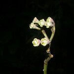 Euphorbia sinclairiana flower picture by Nelson Zamora Villalobos (cc-by-nc)