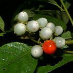 Lycianthes multiflora fruit picture by Nelson Zamora Villalobos (cc-by-nc)