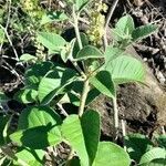 Croton lachnostachyus habit picture by Trap Hers (cc-by-sa)