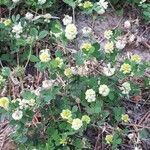 Trifolium campestre habit picture by Hanneke de Haan (cc-by-sa)