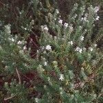 Westringia fruticosa habit picture by രാഹുൽ ഗോപിനാഥ് (cc-by-sa)