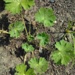 Geranium molle habit picture by Joke Laukens (cc-by-sa)