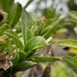 Baccharis prunifolia leaf picture by Fabien Anthelme (cc-by-sa)