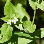 Arabis nova flower picture by Heinz Gass (cc-by-sa)