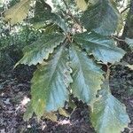 Quercus michauxii leaf picture by Eli Small (cc-by-sa)