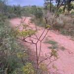 Peucedanum officinale habit picture by Tirado Miguel (cc-by-sa)