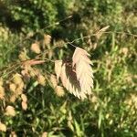 Chasmanthium latifolium leaf picture by michael kordek (cc-by-sa)