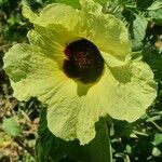 Hibiscus calyphyllus flower picture by susan brown (cc-by-sa)