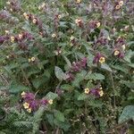 Nonea lutea habit picture by Farnoush Poursafavi (cc-by-sa)