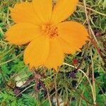 Cosmos sulphureus flower picture by diviu mercedes (cc-by-sa)