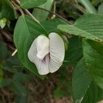 Centrosema pubescens flower picture by Gomez Gil (cc-by-sa)