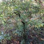 Pyrus cordata habit picture by Daniel Bonifacio (cc-by-sa)