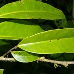 Marcgravia nepenthoides leaf picture by Nelson Zamora Villalobos (cc-by-nc)