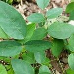 Clitoria mariana leaf picture by Craig Schneider (cc-by-sa)