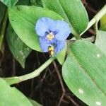 Commelina benghalensis flower picture by Antonio Rodríguez Franco (cc-by-sa)