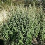 Chenopodium ficifolium habit picture by Bérold Costa (cc-by-sa)