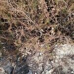 Erigeron canadensis habit picture by Stefano Lazzaretti (cc-by-sa)