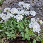 Arabis alpina habit picture by Boumlik Messaïli (cc-by-sa)