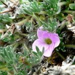 Geranium sericeum flower picture by Fabien Anthelme (cc-by-sa)