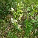 Platanthera chlorantha flower picture by Élisabeth Garnier (cc-by-sa)