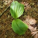 Cypripedium acaule leaf picture by Caleb Beaver (cc-by-sa)