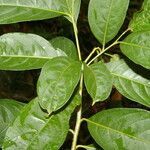 Solanum aphyodendron leaf picture by Nelson Zamora Villalobos (cc-by-nc)