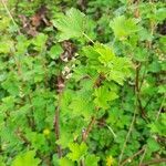 Ribes rubrum leaf picture by Jacky WINNE (cc-by-sa)