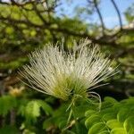 Chloroleucon tortum flower picture by Makoto Makoto (cc-by-sa)