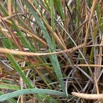 Calamagrostis effusa leaf picture by Fabien Anthelme (cc-by-sa)