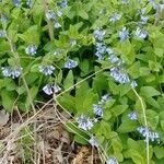 Mertensia virginica flower picture by Lorri Yurick (cc-by-sa)