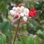 Antennaria dioica fruit picture by FLORENCE GRESSIER (cc-by-sa)