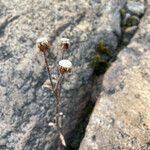 Erigeron ecuadoriensis fruit picture by Fabien Anthelme (cc-by-sa)