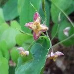 Epimedium alpinum flower picture by Marlu (cc-by-sa)