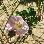 Calystegia soldanella flower picture by gomez toni (cc-by-sa)