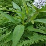 Lysimachia clethroides leaf picture by Mary Pierce (cc-by-sa)