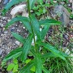 Digitalis lutea leaf picture by Franco Colnago (cc-by-sa)