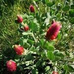 Trifolium incarnatum flower picture by els Bruneel (cc-by-sa)