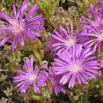 Drosanthemum hispidum flower picture by Daniel Barthelemy (cc-by-nc)