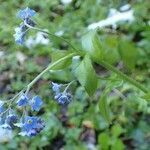 Myosotis sylvatica fruit picture by Yoan MARTIN (cc-by-sa)