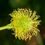 Geum macrophyllum fruit picture by Groupe Botanique de Bruxelles (cc-by-sa)