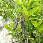 Crotalaria alata fruit picture by Augustin Soulard (cc-by-sa)