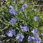 Sisyrinchium langloisii flower picture by Heather Raner (cc-by-sa)