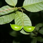 Tabernaemontana longipes fruit picture by Nelson Zamora Villalobos (cc-by-nc)